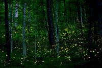 For Sale Limited Edition Fireflies for pricing email Stacy@pixdipity.com
